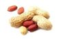 Đậu phộng hữu cơ Sprouted Nuts Giòn hương vị Nguyên liệu an toàn miễn phí từ Frying