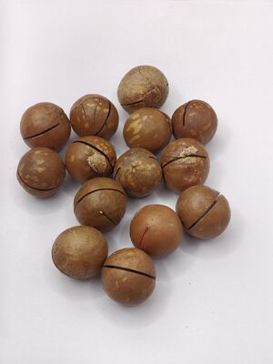 Hạt Macadamia cao cấp với các vết nứt được mở trước để dễ dàng xẻ - Hạt nướng kem và bơ