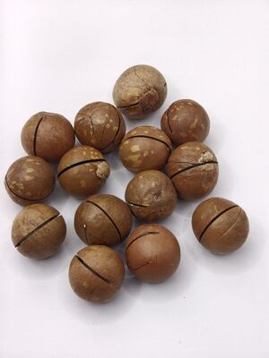 Hạt Macadamia cao cấp với các vết nứt được mở trước để dễ dàng xẻ - Hạt nướng kem và bơ