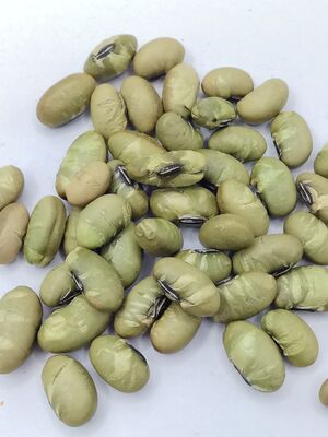 Món ăn nhẹ Edamame muối với màu sắc tự nhiên, kết cấu giòn và hương vị đậu tinh khiết