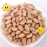 Kosher Halal Chứng nhận phủ ốm nướng cay vàng Edamame đậu nành đồ ăn nhẹ ISO được chấp thuận