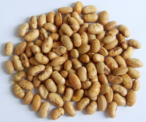 Kosher Halal Chứng nhận phủ ốm nướng cay vàng Edamame đậu nành đồ ăn nhẹ ISO được chấp thuận