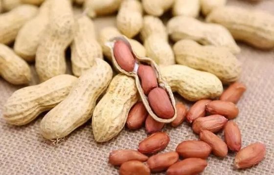 Nguyên Liệu ban đầu Đậu Phộng Nguyên Nuts Kết Cấu Cứng Giòn Hương Vị Tốt Cho Dạ Dày